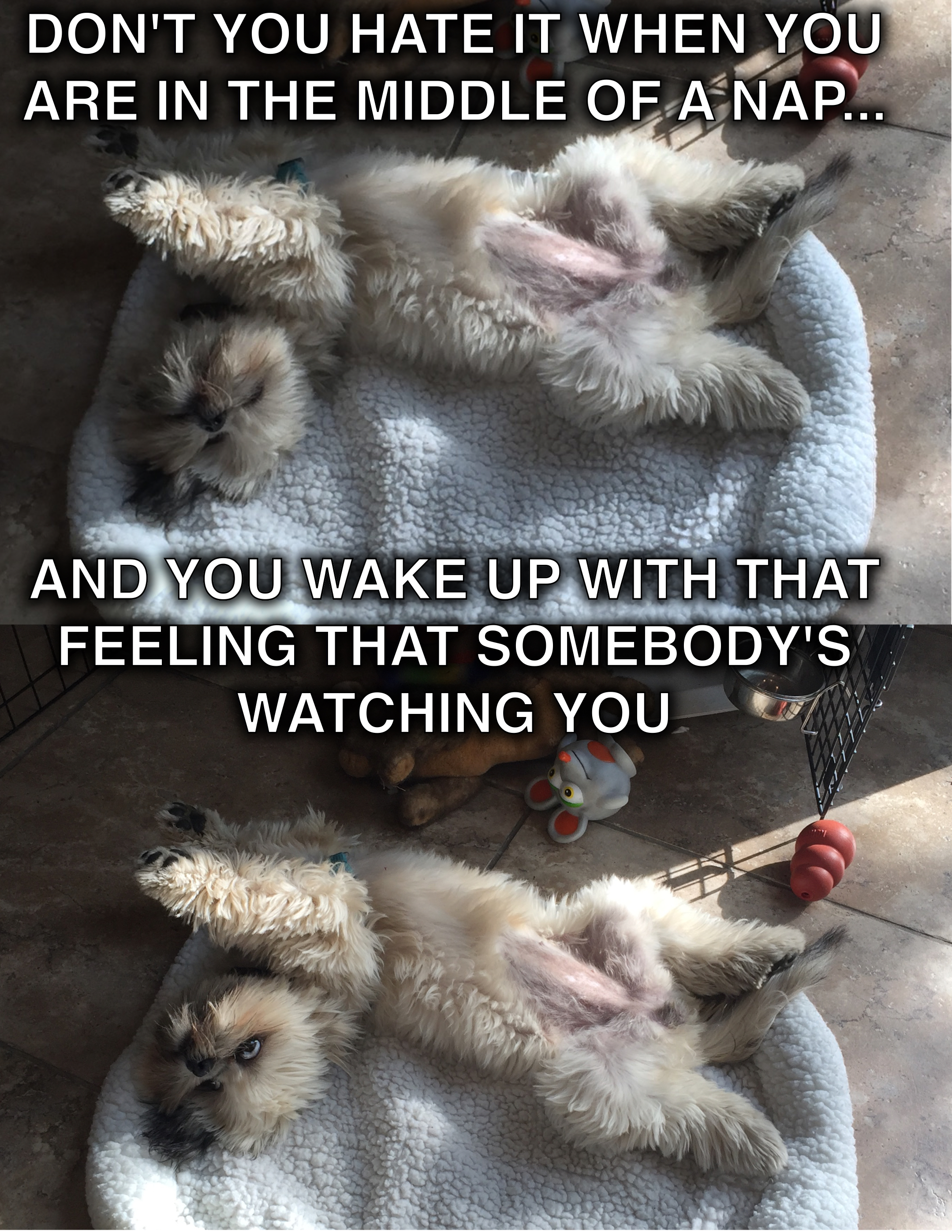 ♫ Sometimes I feel like, somebody’s watching me♫